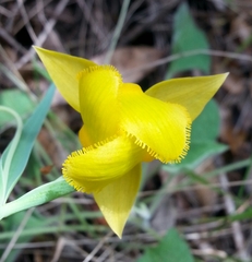 Calochortus amabilis