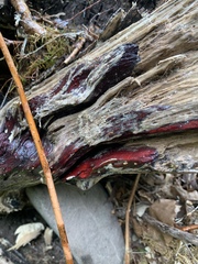 Phanerochaete sanguinea