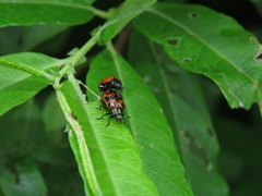 Chrysomela lapponica