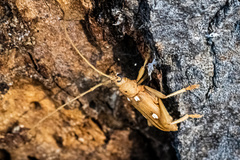 Eburia quadrigeminata