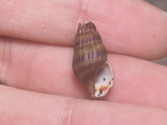Anentome helena