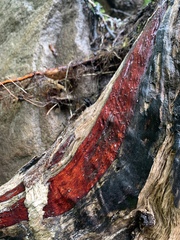 Phanerochaete sanguinea