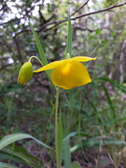 Calochortus amabilis