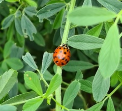 Harmonia axyridis