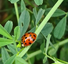 Harmonia axyridis