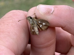 Piruna polingii