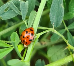 Harmonia axyridis