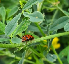 Harmonia axyridis