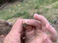 Piruna polingii