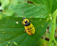 Chauliognathus missionum