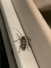 Aegomorphus modestus