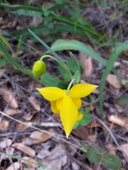 Calochortus amabilis