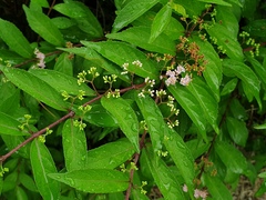 Callicarpa dichotoma