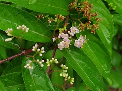Callicarpa dichotoma