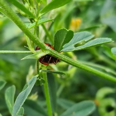Harmonia axyridis