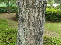 Chionanthus retusus