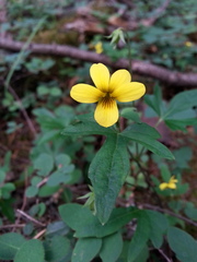 Viola lobata