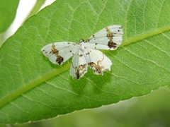 Eversmannia exornata