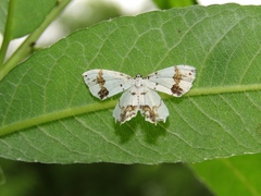 Eversmannia exornata