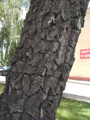Betula pendula