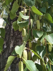 Betula pendula