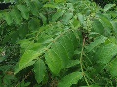 Rhus javanica
