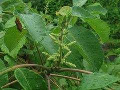 Rhus javanica