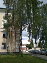 Betula pendula