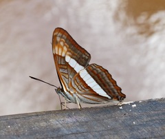 Adelpha epizygis