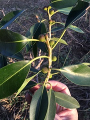 Ficus obliqua
