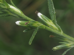 Pseudelephantopus spicatus
