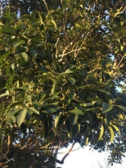 Ficus obliqua