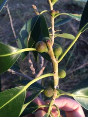 Ficus obliqua