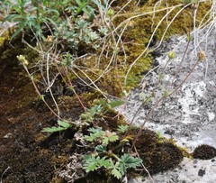 Potentilla kuznetzowii