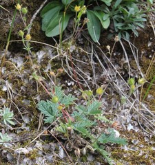 Potentilla kuznetzowii