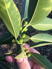 Ficus obliqua