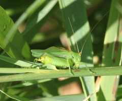 Orchelimum gladiator