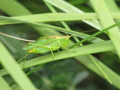 Orchelimum gladiator