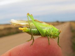 Orchelimum gladiator