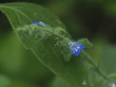 Salvia misella