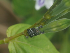 Lophopinae