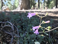 Penstemon caesius