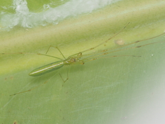 Tetragnatha hasselti