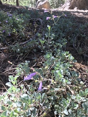 Penstemon caesius