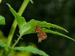 Phymatopus hecta