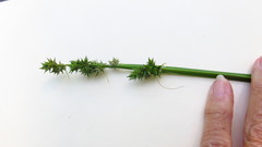 Carex conjuncta