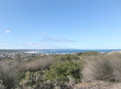 Thamnochortus insignis