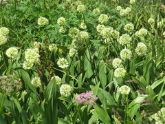 Allium victorialis