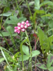 Antennaria rosea rosea