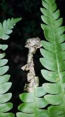 Chirosia filicis